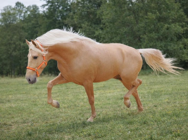 PRE Mix Hengst 4 Jahre 165 cm Palomino in Navas Del Madroño