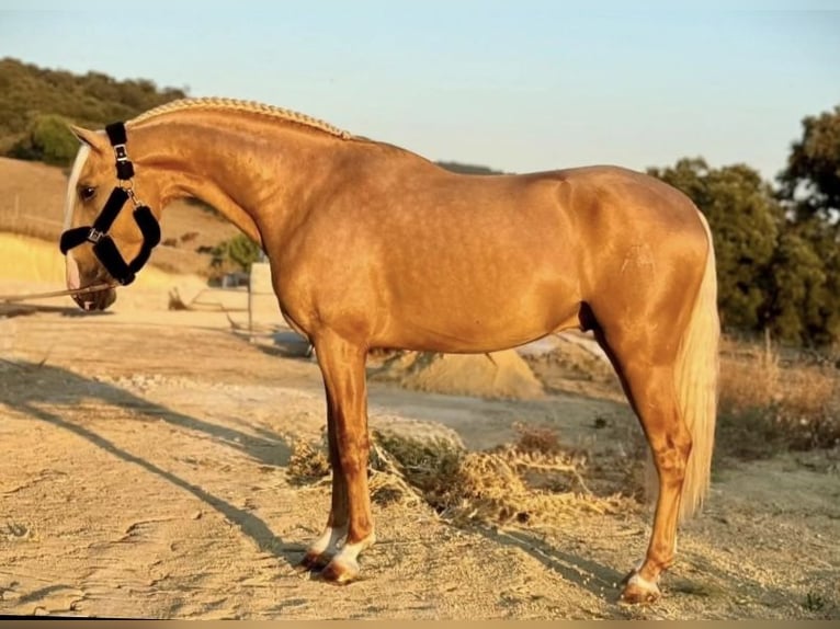 PRE Hengst 4 Jahre 165 cm Palomino in Fuentes De Andalucia