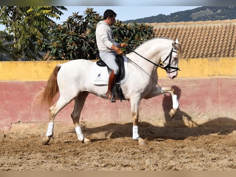 PRE Mix Hengst 4 Jahre 165 cm Pearl in Provinz Malaga
