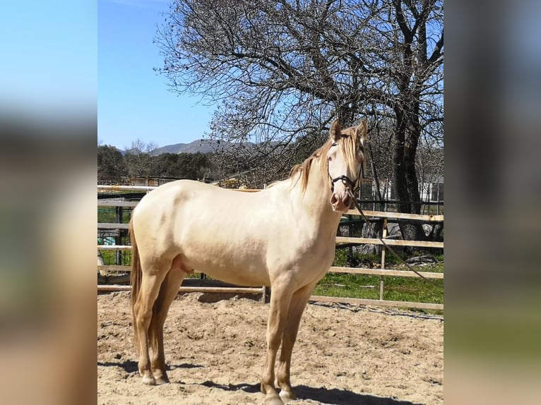 PRE Hengst 4 Jahre 165 cm Pearl in Madrid