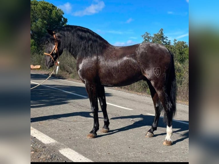 PRE Mix Hengst 4 Jahre 165 cm Rappe in Huelva