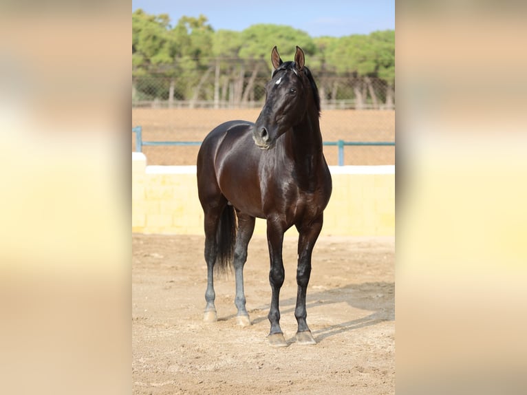 PRE Mix Hengst 4 Jahre 165 cm Rappe in Oststeinbek
