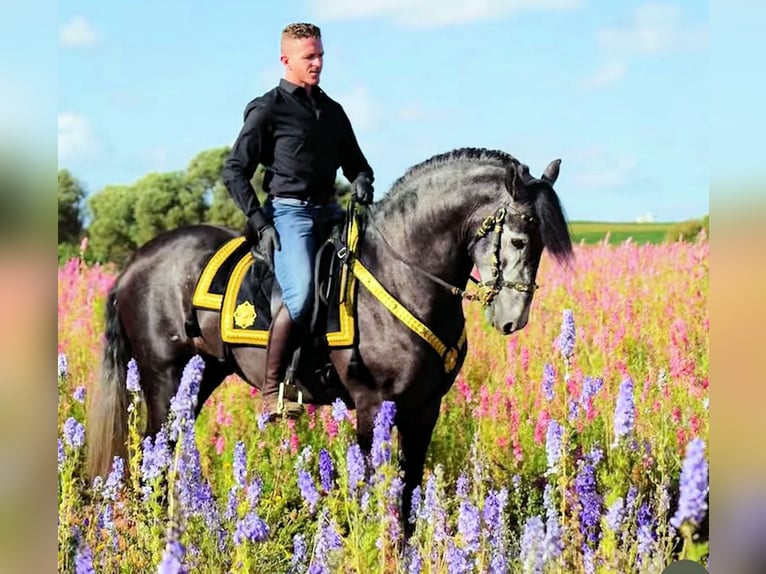 PRE Mix Hengst 4 Jahre 165 cm Schimmel in Jerez