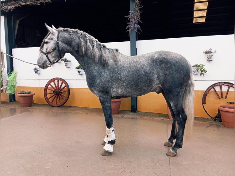 PRE Hengst 4 Jahre 165 cm Schimmel in Medellin