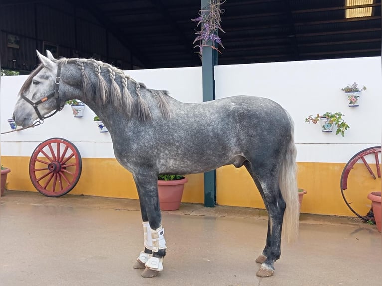 PRE Hengst 4 Jahre 165 cm Schimmel in Medellin
