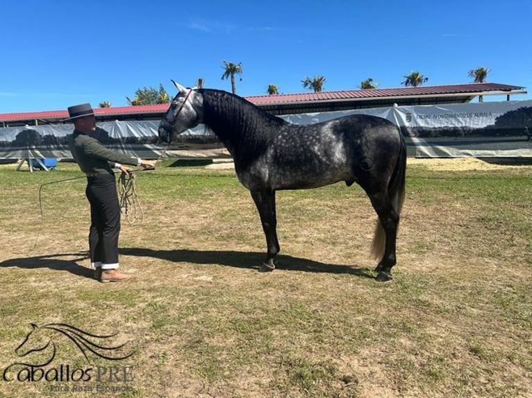 PRE Hengst 4 Jahre 165 cm Schimmel in Malaga