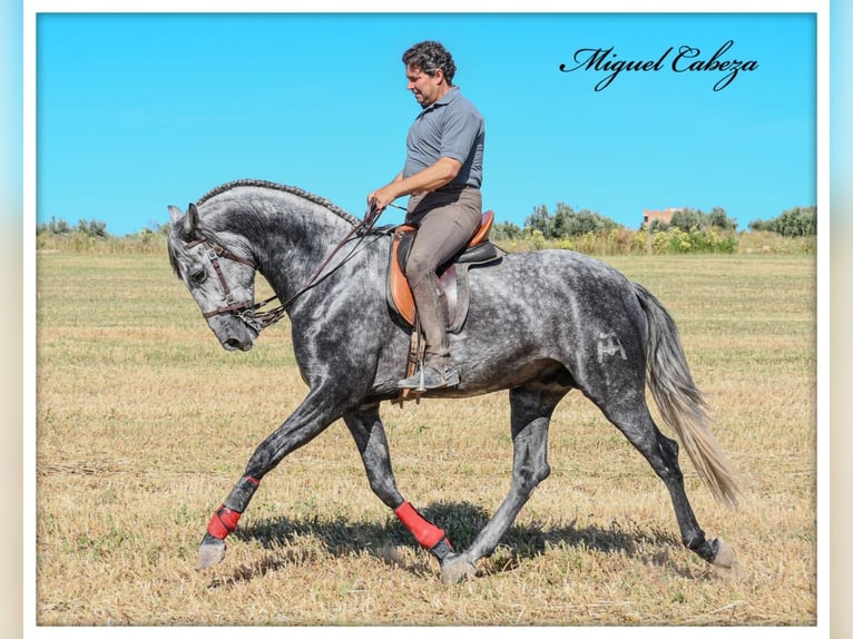 PRE Mix Hengst 4 Jahre 165 cm Schimmel in Fuentes De Andalucia