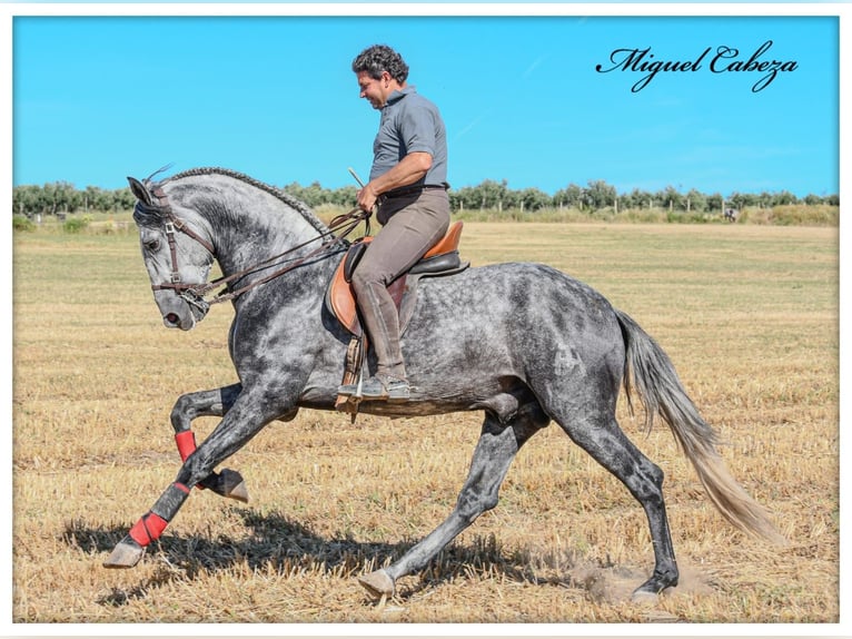 PRE Mix Hengst 4 Jahre 165 cm Schimmel in Fuentes De Andalucia