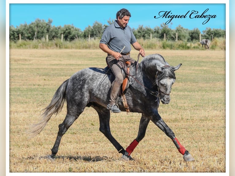 PRE Mix Hengst 4 Jahre 165 cm Schimmel in Fuentes De Andalucia