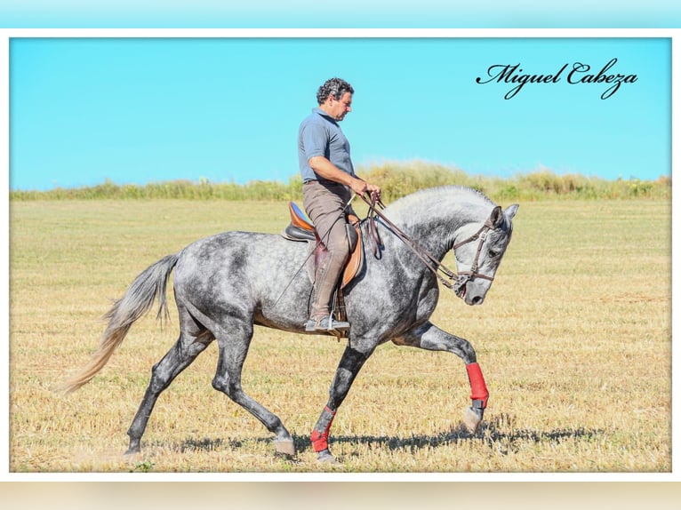 PRE Mix Hengst 4 Jahre 165 cm Schimmel in Fuentes De Andalucia