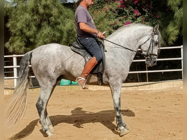 PRE Mix Hengst 4 Jahre 166 cm Apfelschimmel in Sevilla