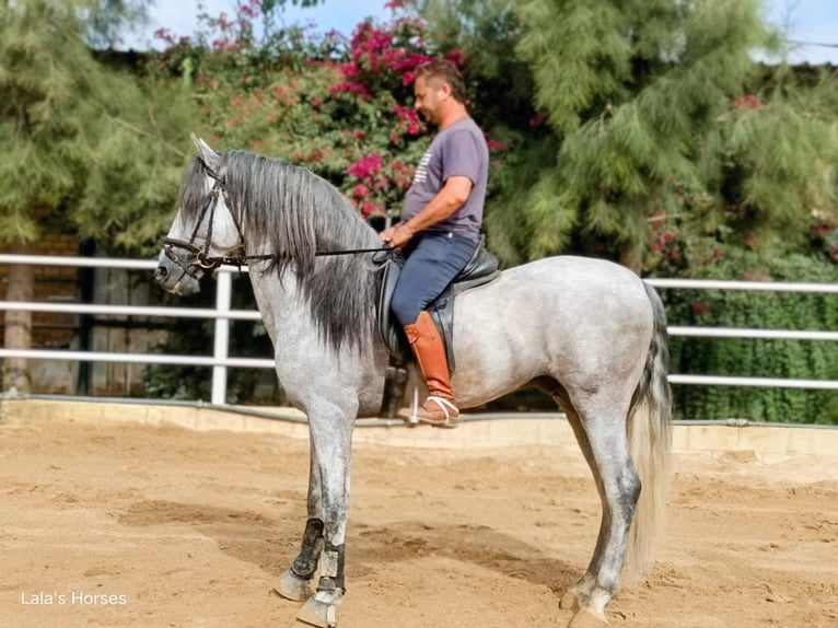 PRE Mix Hengst 4 Jahre 166 cm Apfelschimmel in Sevilla