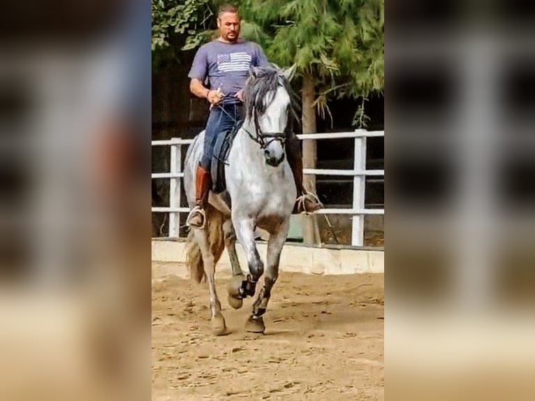 PRE Mix Hengst 4 Jahre 166 cm Apfelschimmel in Sevilla