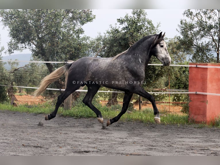 PRE Mix Hengst 4 Jahre 166 cm Apfelschimmel in santa perpetua de mogoda