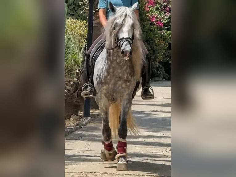 PRE Mix Hengst 4 Jahre 166 cm Apfelschimmel in Sevilla