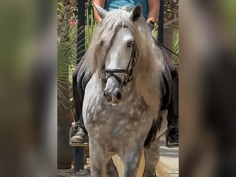 PRE Mix Hengst 4 Jahre 166 cm Apfelschimmel in Sevilla