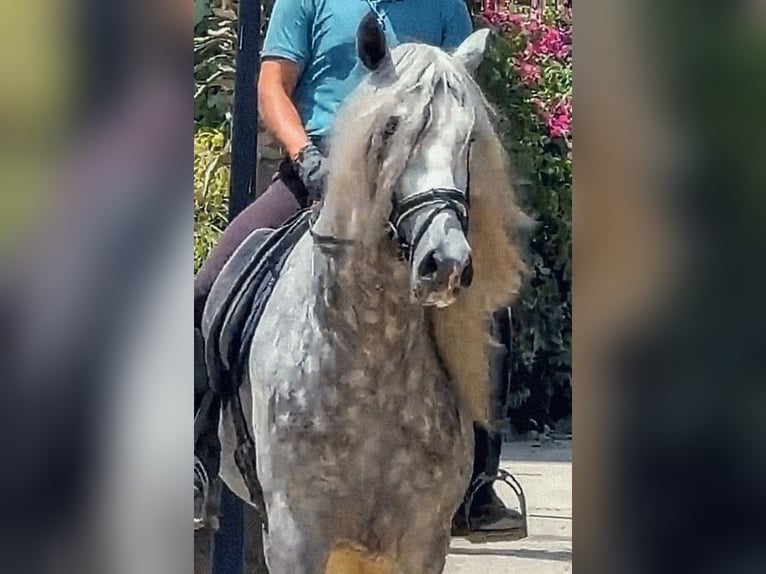 PRE Mix Hengst 4 Jahre 166 cm Apfelschimmel in Sevilla
