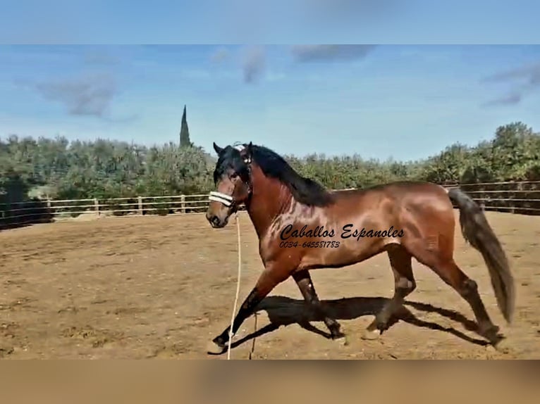 PRE Mix Hengst 4 Jahre 166 cm Brauner in vejer de la frontera