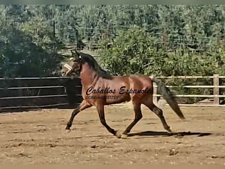 PRE Mix Hengst 4 Jahre 166 cm Brauner in vejer de la frontera