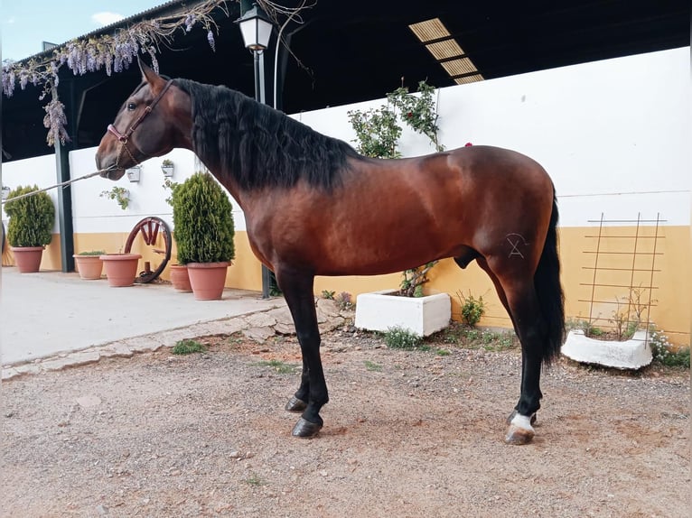 PRE Mix Hengst 4 Jahre 166 cm Brauner in Medellin