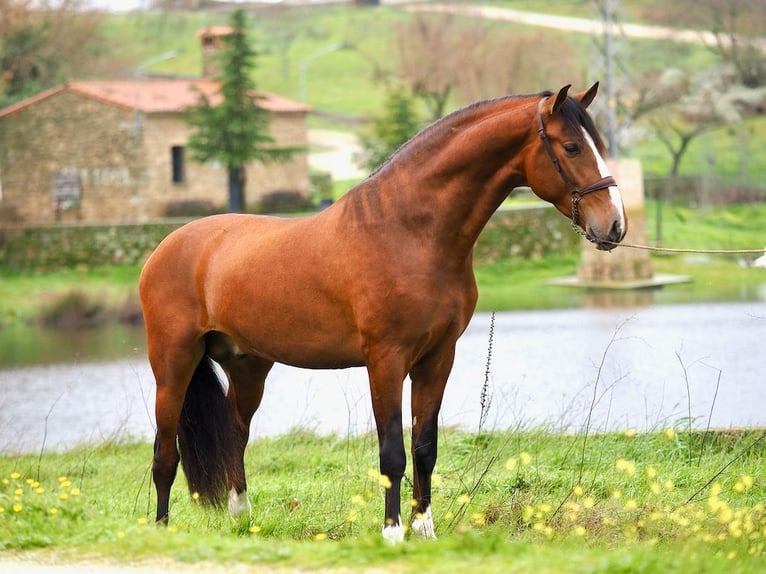 PRE Mix Hengst 4 Jahre 166 cm Brauner in Navas Del Madroño