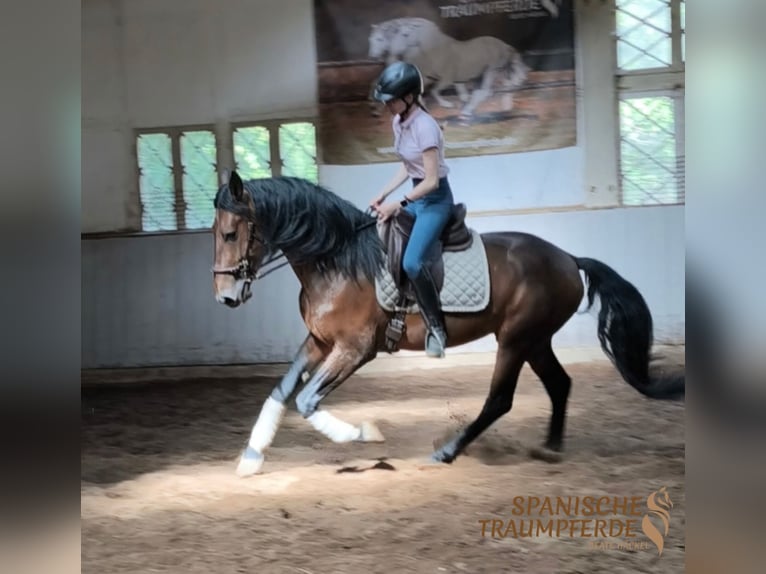 PRE Mix Hengst 4 Jahre 166 cm Brauner in Traventhal