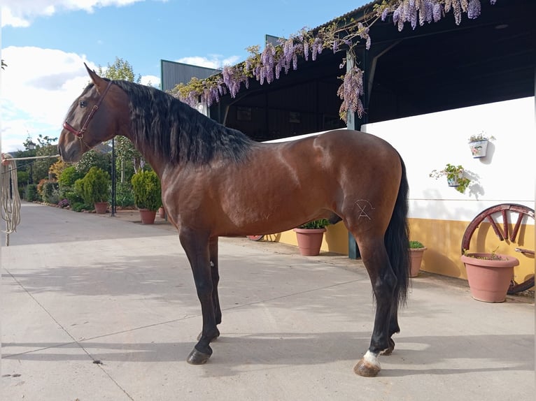 PRE Hengst 4 Jahre 166 cm Brauner in Helechal