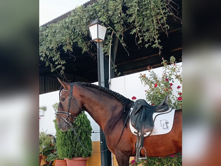 PRE Hengst 4 Jahre 166 cm Brauner in Helechal