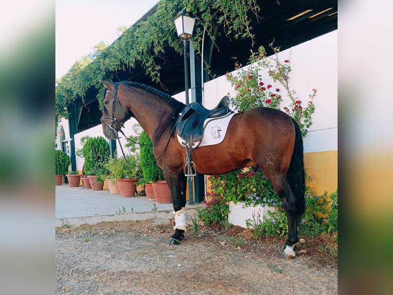 PRE Hengst 4 Jahre 166 cm Brauner in Helechal