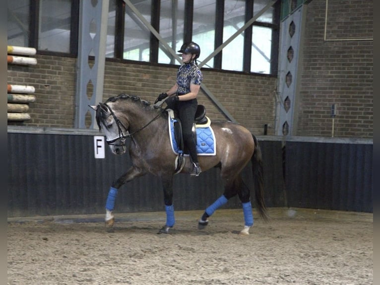 PRE Mix Hengst 4 Jahre 166 cm in Bergen op Zoom