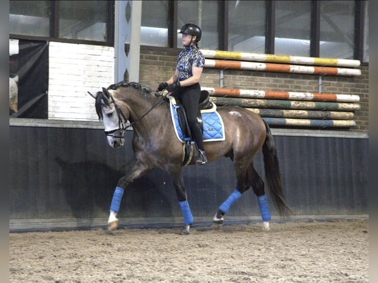 PRE Mix Hengst 4 Jahre 166 cm in Bergen op Zoom