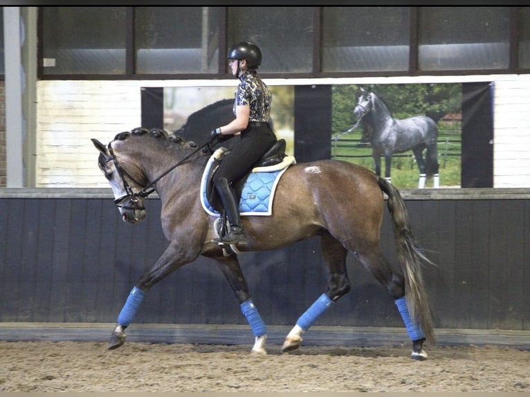 PRE Mix Hengst 4 Jahre 166 cm in Bergen op Zoom