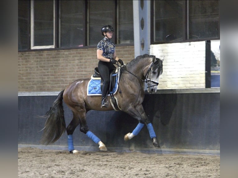 PRE Mix Hengst 4 Jahre 166 cm in Bergen op Zoom