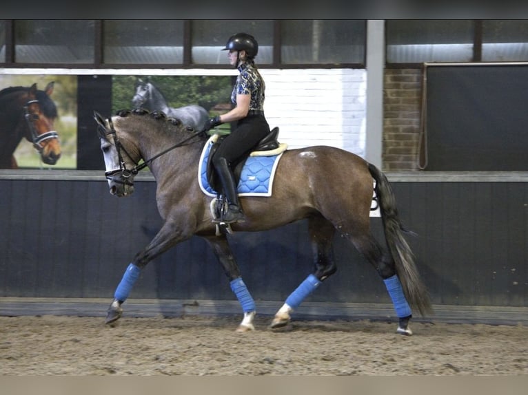 PRE Mix Hengst 4 Jahre 166 cm in Bergen op Zoom