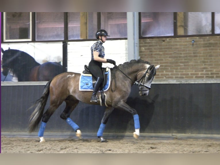 PRE Mix Hengst 4 Jahre 166 cm in Bergen op Zoom