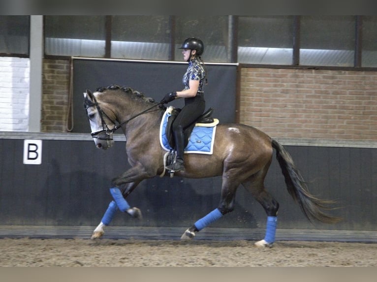 PRE Mix Hengst 4 Jahre 166 cm in Bergen op Zoom
