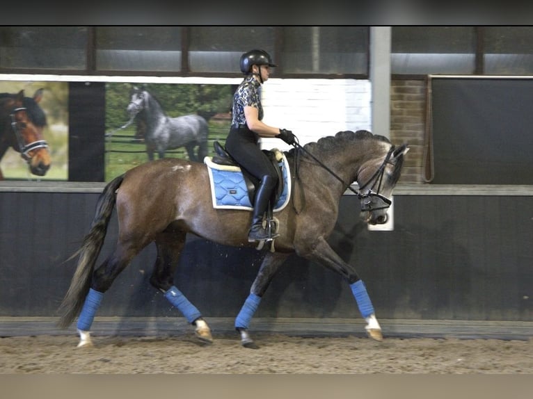 PRE Mix Hengst 4 Jahre 166 cm in Bergen op Zoom