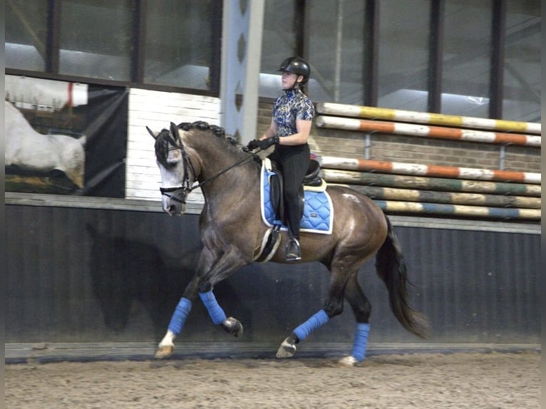 PRE Mix Hengst 4 Jahre 166 cm in Bergen op Zoom