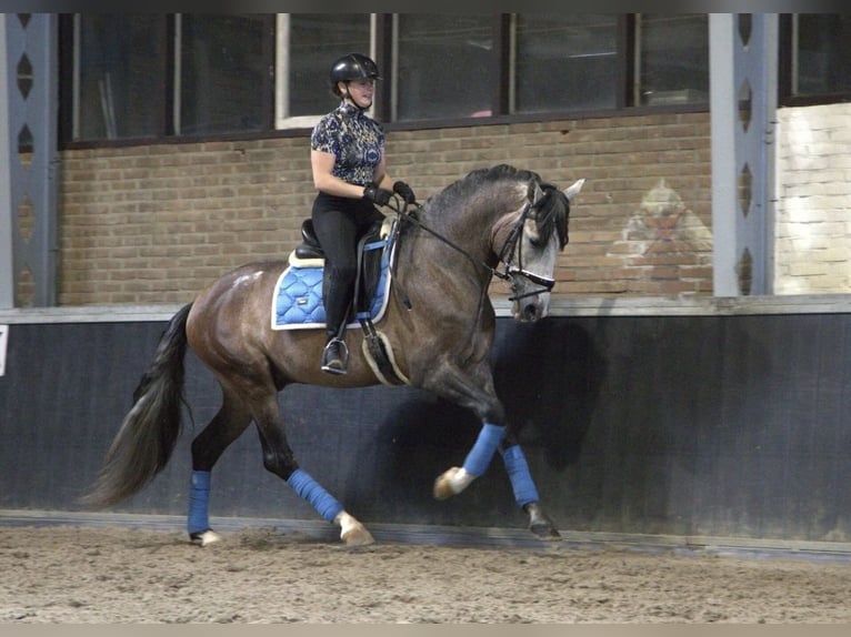 PRE Mix Hengst 4 Jahre 166 cm in Bergen op Zoom