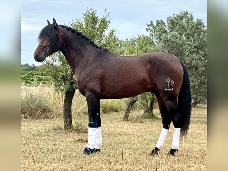 PRE Mix Hengst 4 Jahre 166 cm Dunkelbrauner in Betera