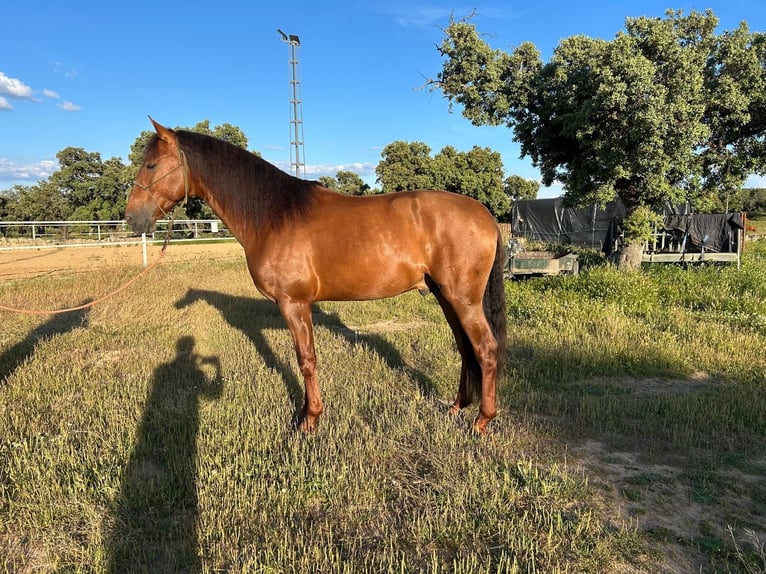 PRE Hengst 4 Jahre 166 cm Dunkelfuchs in Villanueva De Cordoba