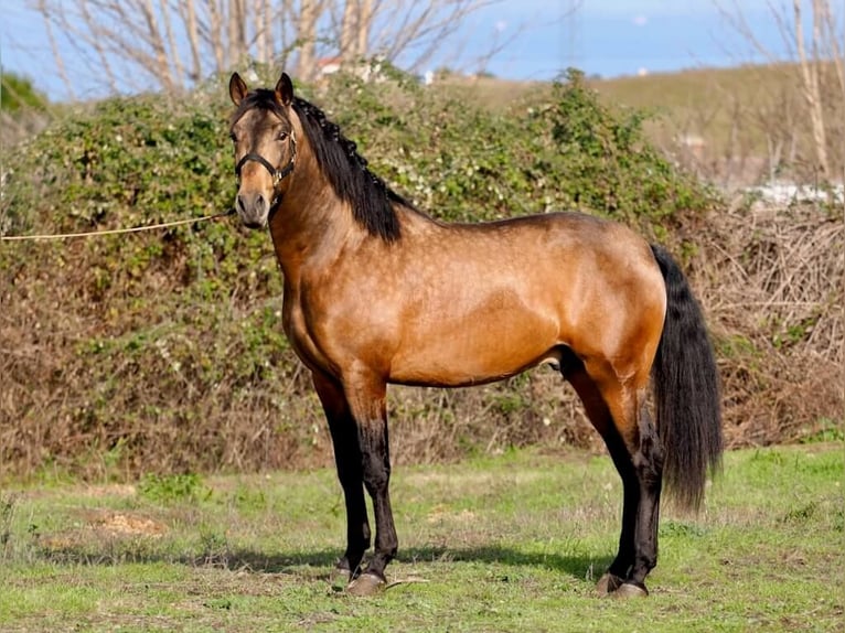 PRE Mix Hengst 4 Jahre 166 cm Falbe in Navas Del Madroño