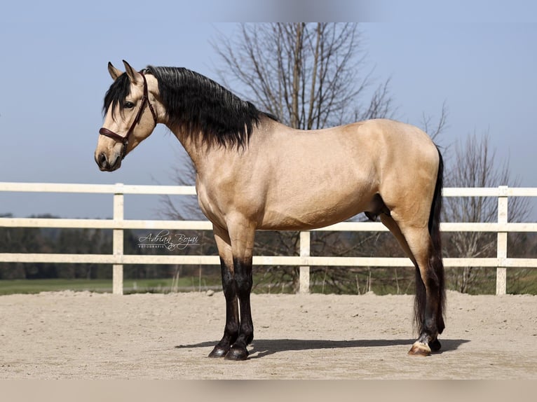 PRE Mix Hengst 4 Jahre 166 cm Falbe in Niederstaufen