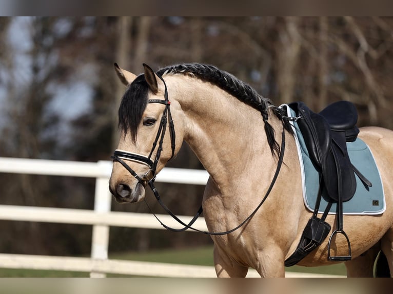 PRE Mix Hengst 4 Jahre 166 cm Falbe in Niederstaufen