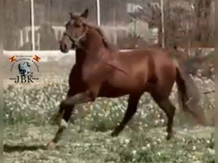 PRE Mix Hengst 4 Jahre 166 cm Fuchs in Tabernas Almeria