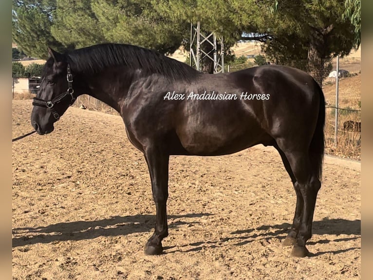 PRE Mix Hengst 4 Jahre 166 cm Rappe in Sevilla