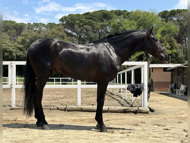 PRE Hengst 4 Jahre 166 cm Rappe in Palafolls