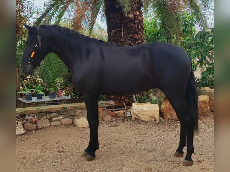 PRE Mix Hengst 4 Jahre 166 cm Rappe in Malaga