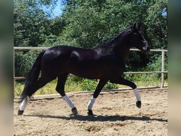 PRE Mix Hengst 4 Jahre 166 cm Rappe in Malaga
