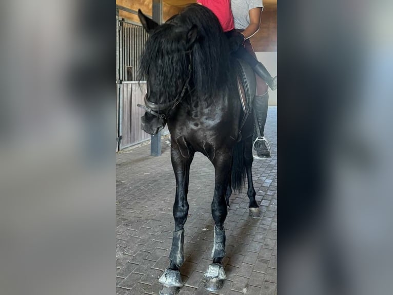 PRE Mix Hengst 4 Jahre 166 cm Rappe in Malaga
